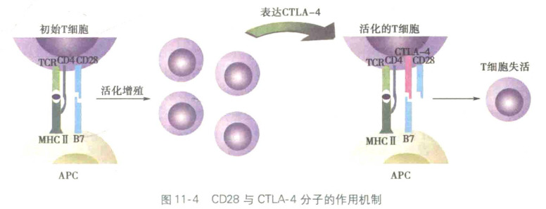 CD28与CTLA-4分子的作用机制（医学免疫学.第三版,p201）